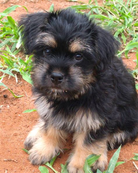 Take a look at our available breeds below. . Rottweiler mix with shih tzu